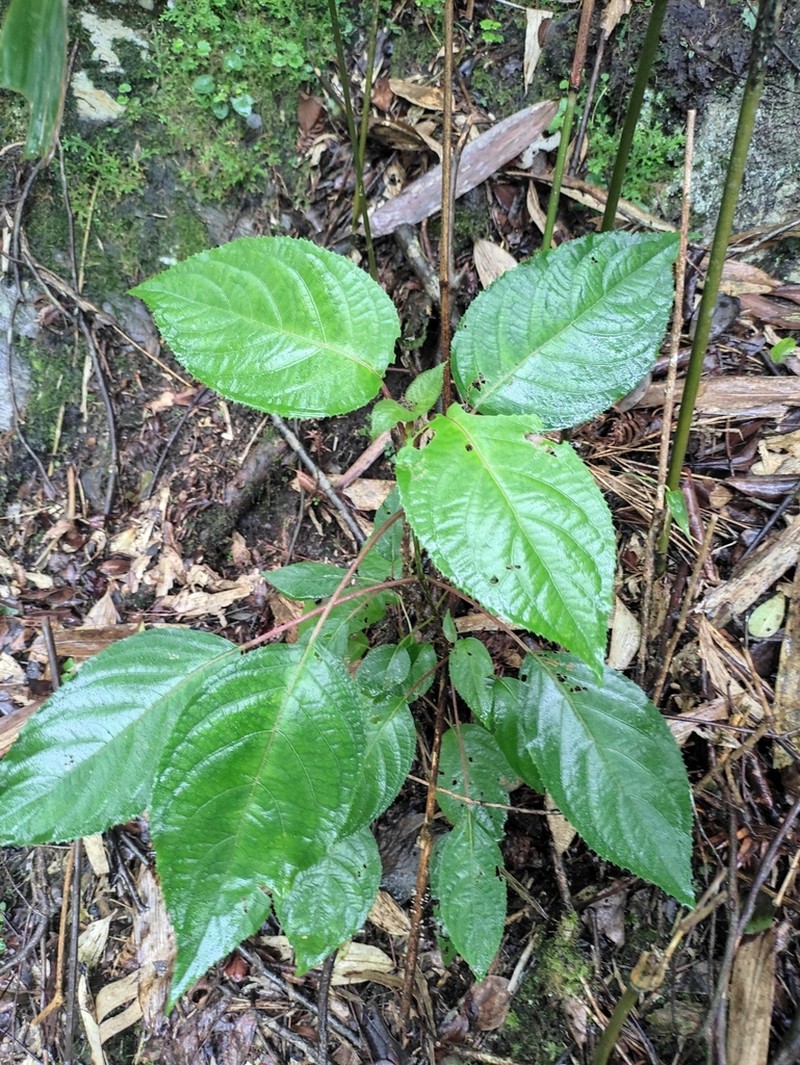 Hydrangea strigosa photo 2