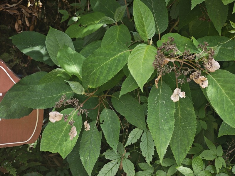 Hydrangea strigosa photo 3
