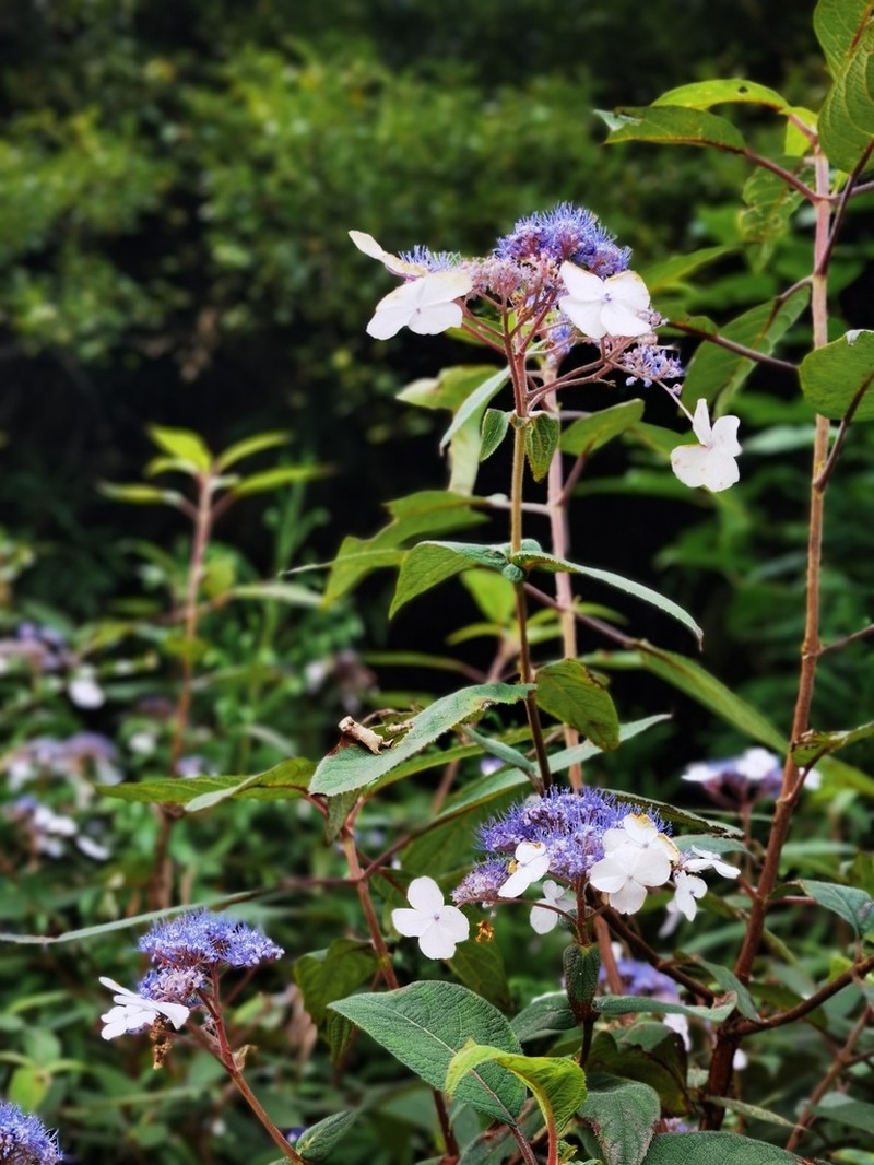 Hydrangea strigosa photo 4