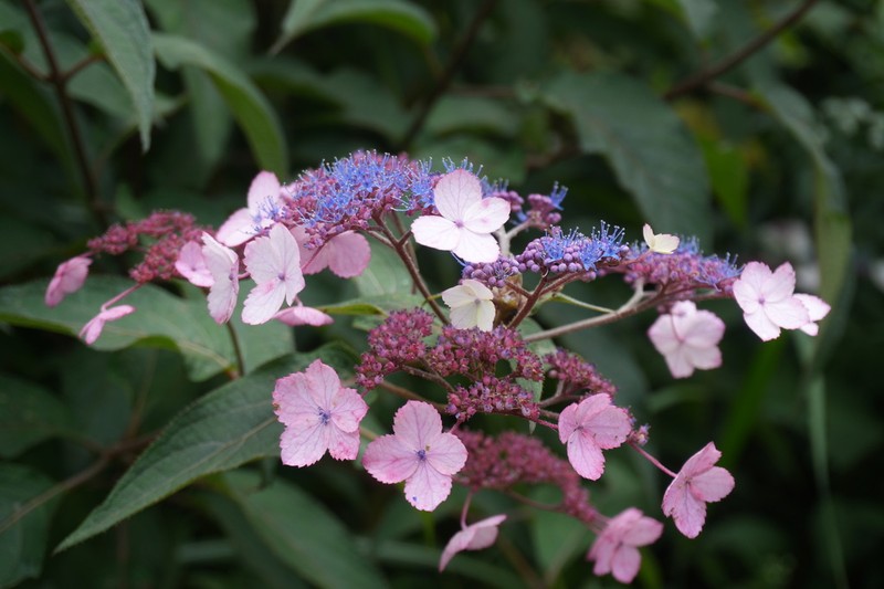Hydrangea strigosa photo 5