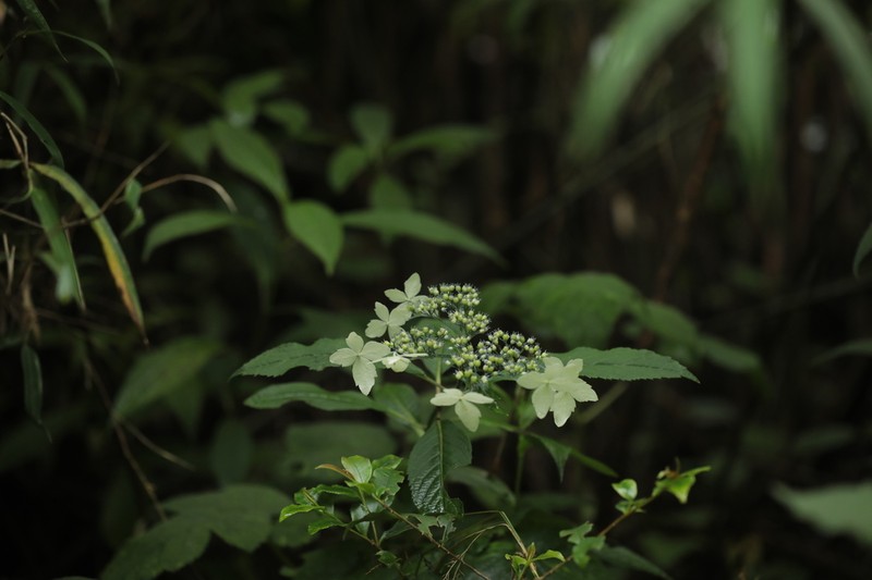 Hydrangea strigosa photo 6