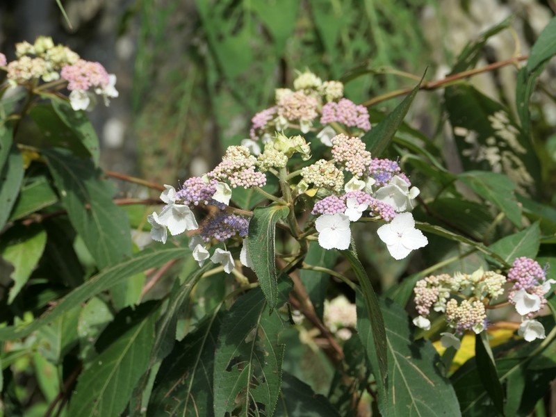 Hydrangea strigosa photo 7