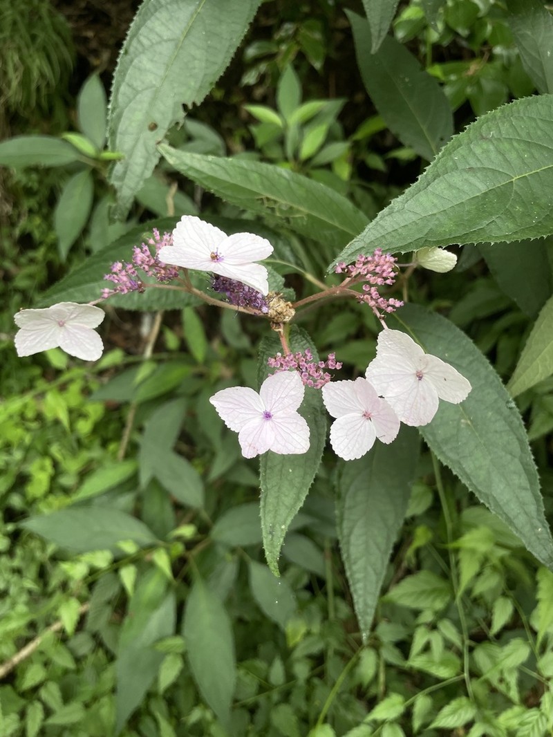 Hydrangea strigosa photo 8