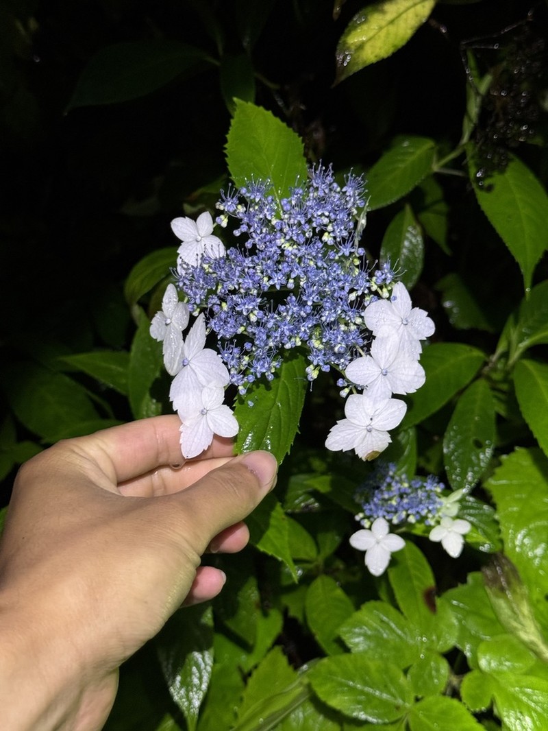 Hydrangea stylosa