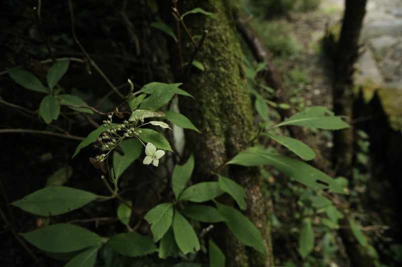 Hydrangea stylosa photo 2