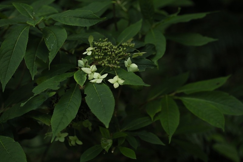 Hydrangea stylosa photo 3