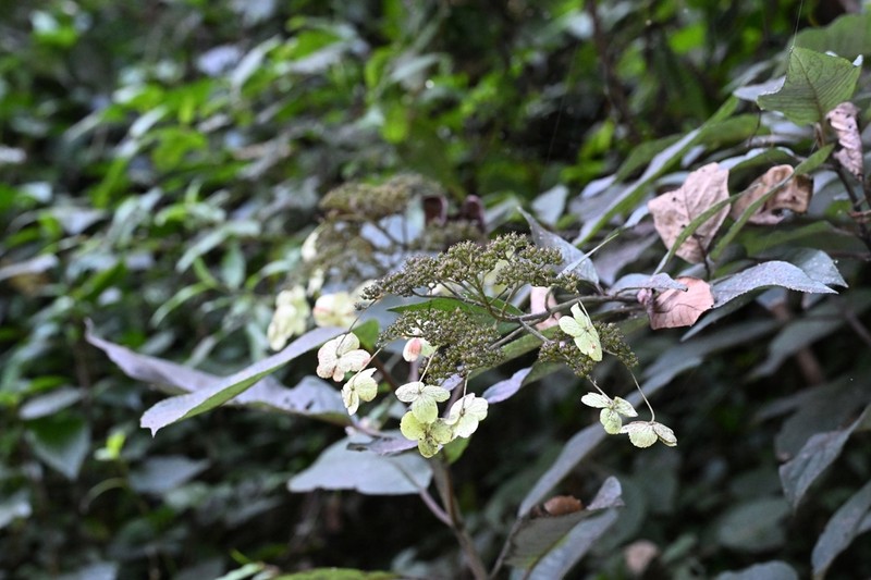Hydrangea stylosa photo 4