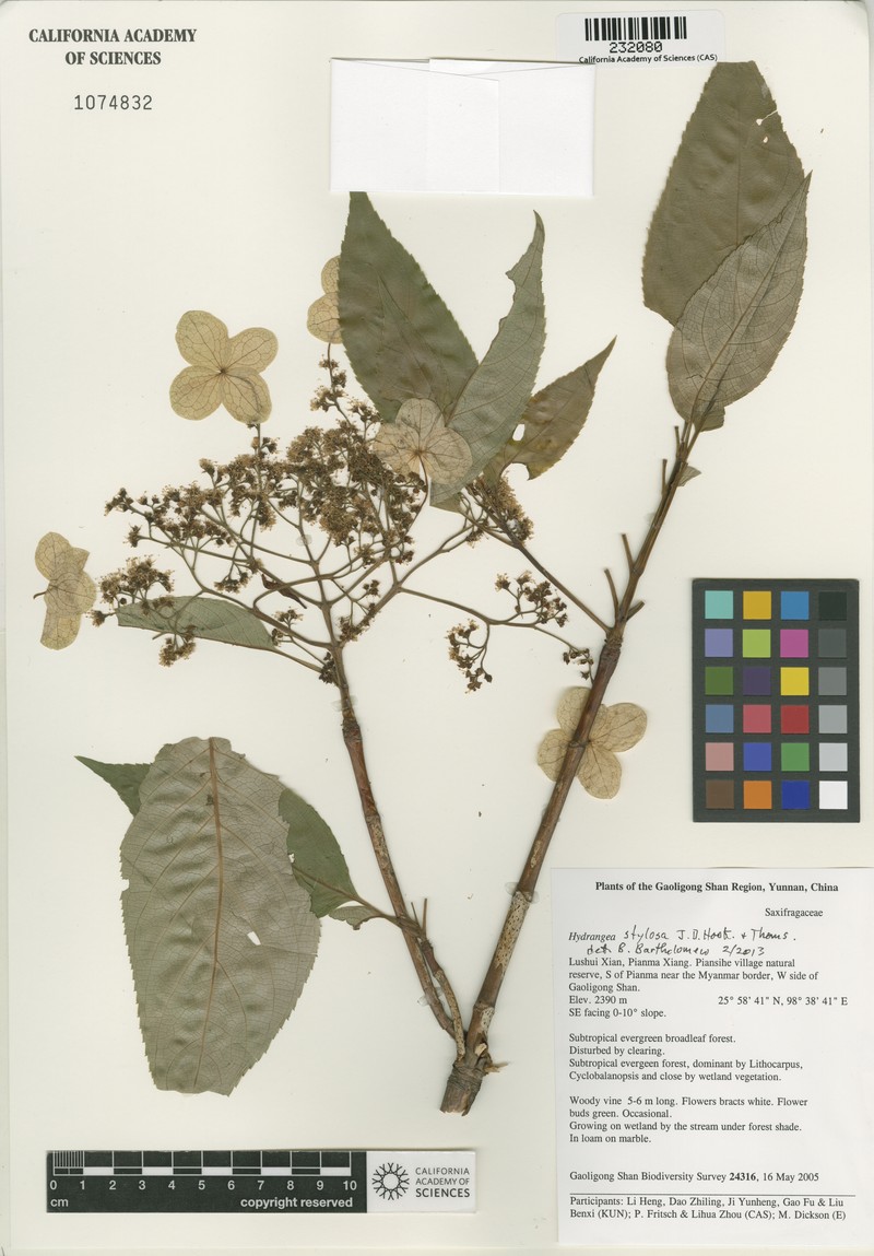 Hydrangea stylosa photo 5