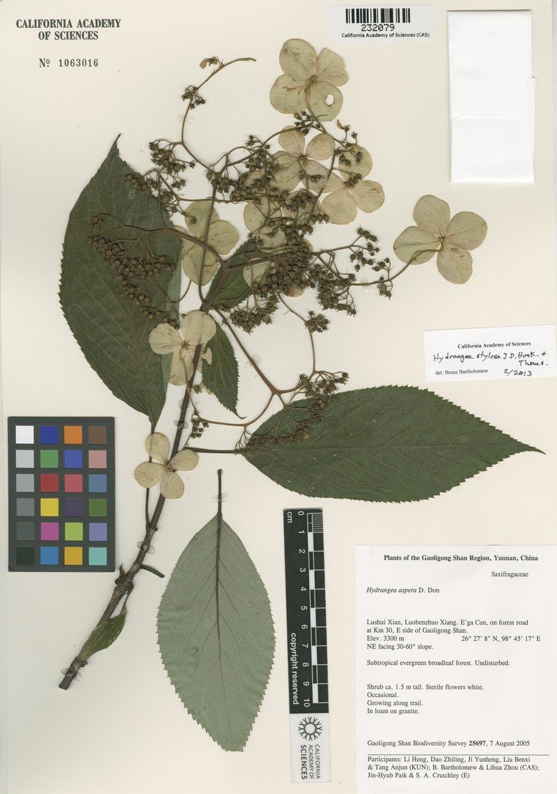 Hydrangea stylosa photo 6