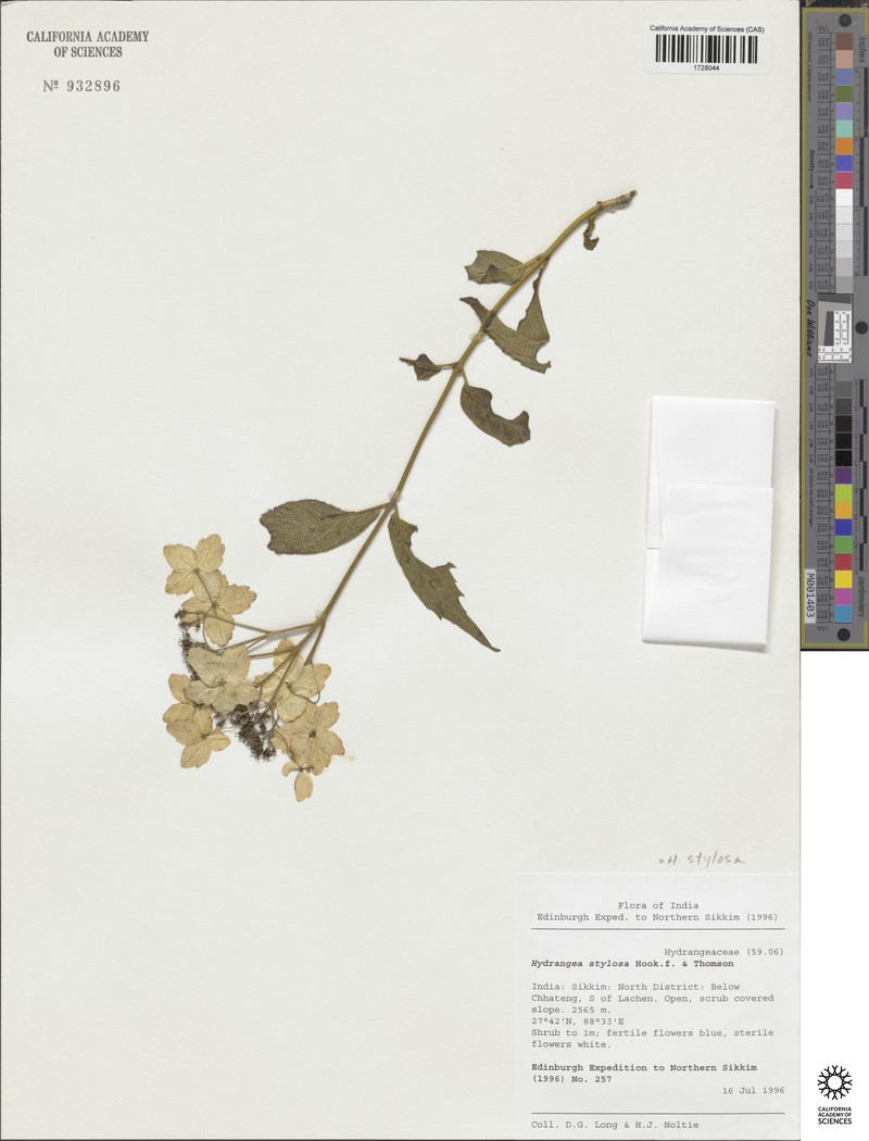 Hydrangea stylosa photo 7