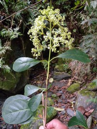 Hydrangea tarapotensis