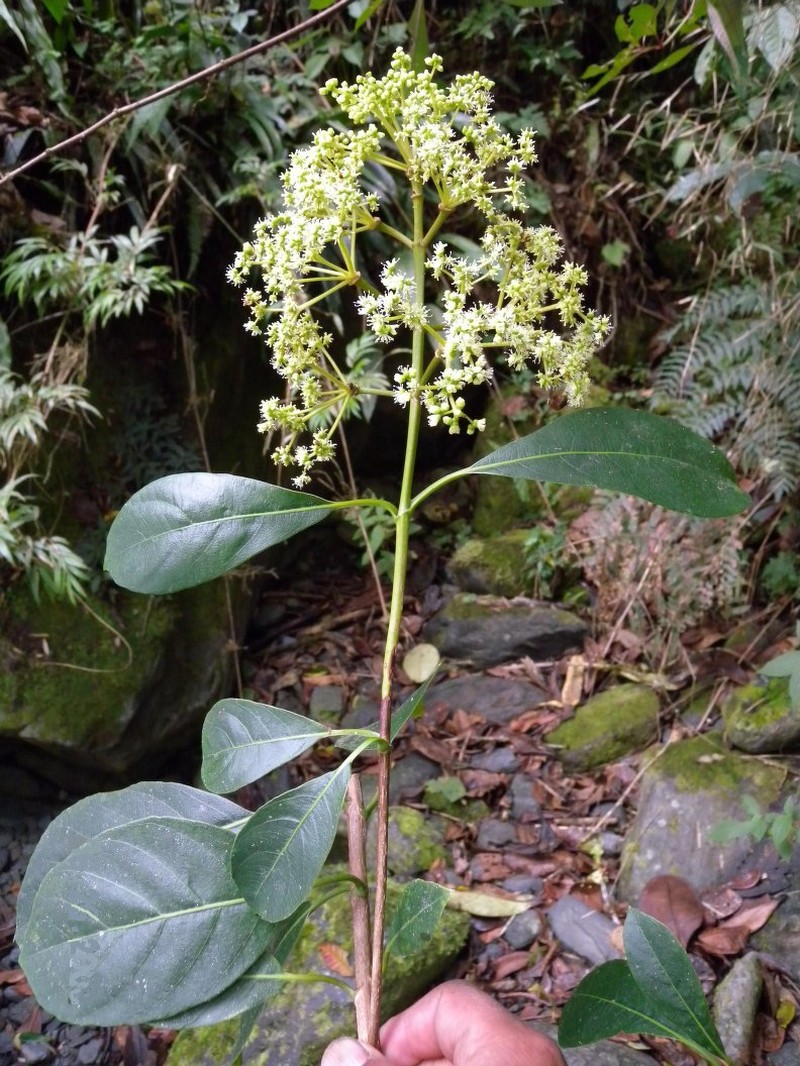 Hydrangea tarapotensis