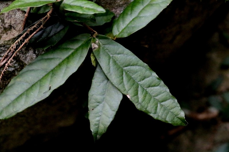 Hydrangea tomentella