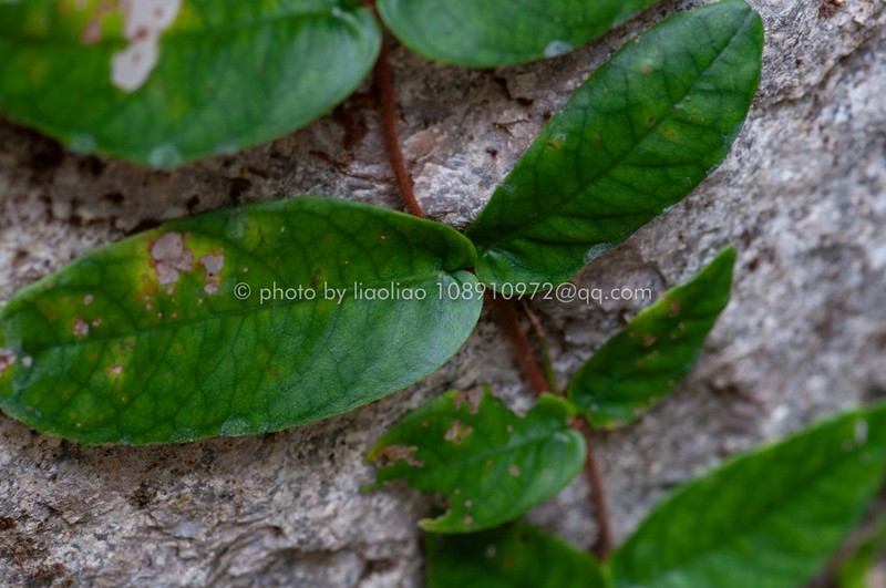 Hydrangea tomentella photo 7