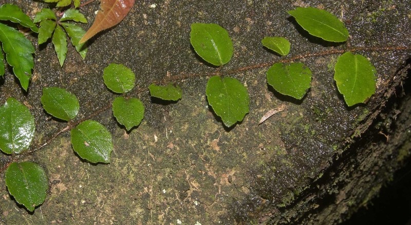 Hydrangea viburnoides