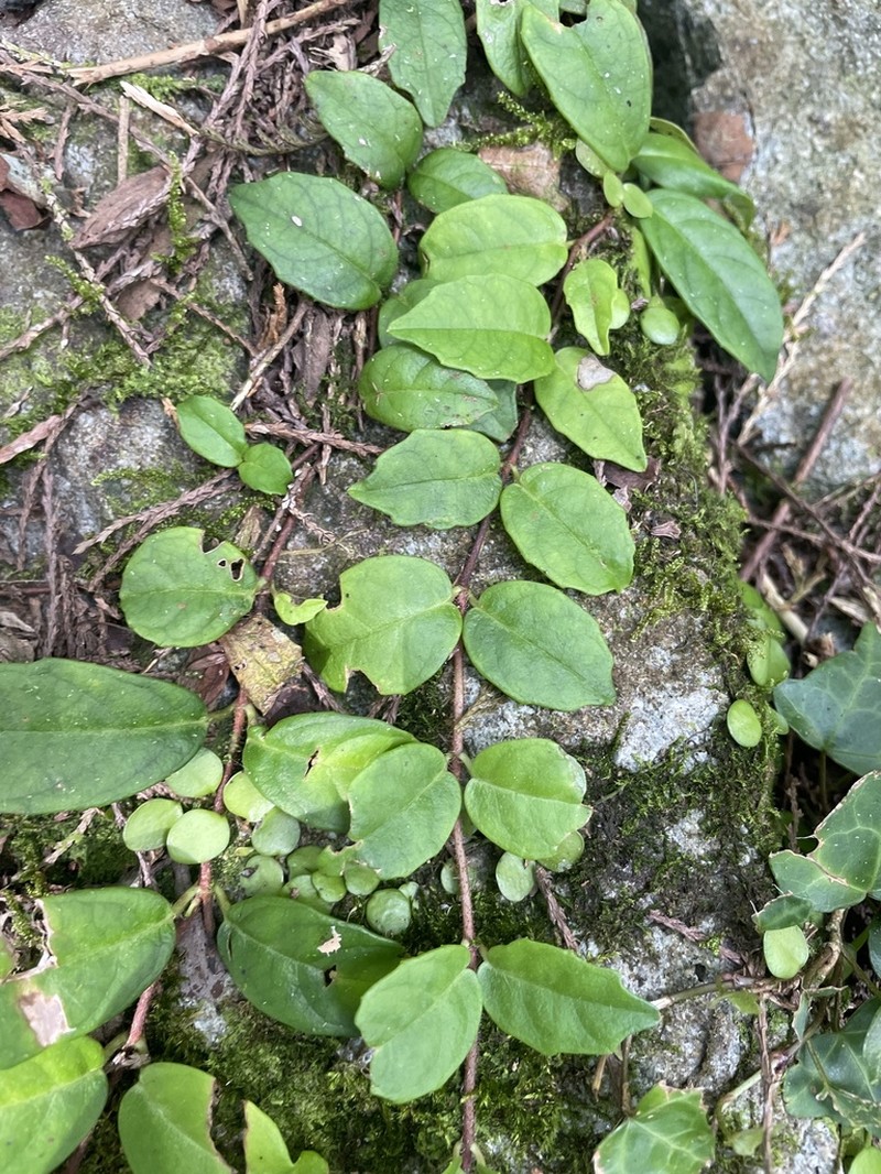 Hydrangea viburnoides photo 2