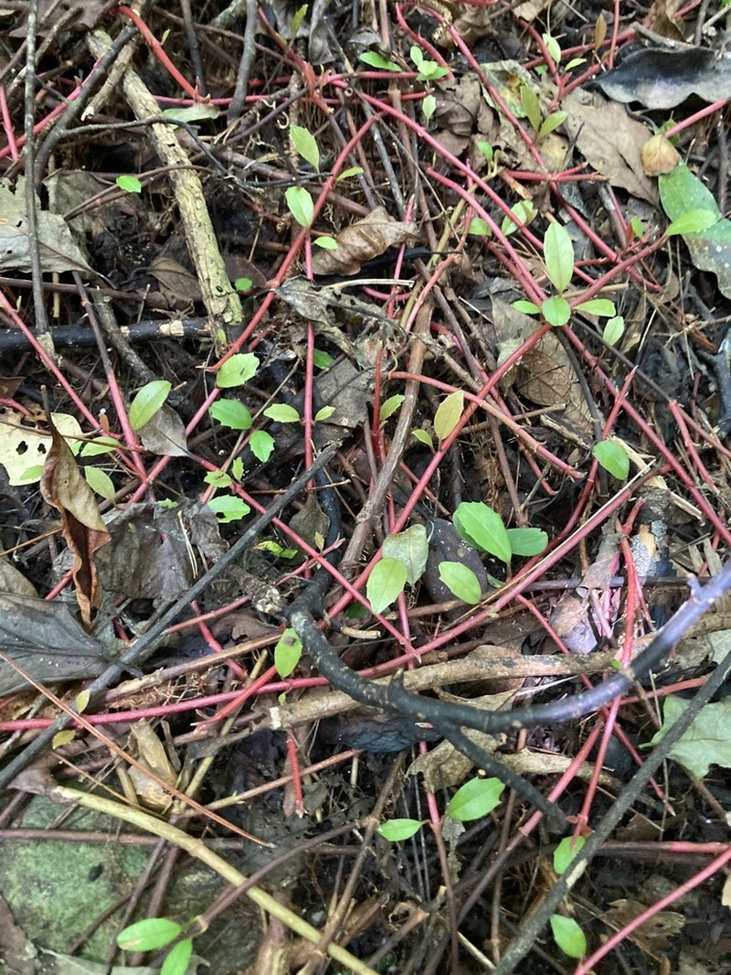 Hydrangea viburnoides photo 3