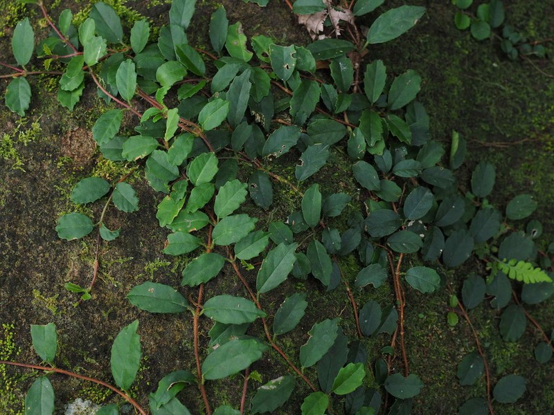 Hydrangea viburnoides photo 5