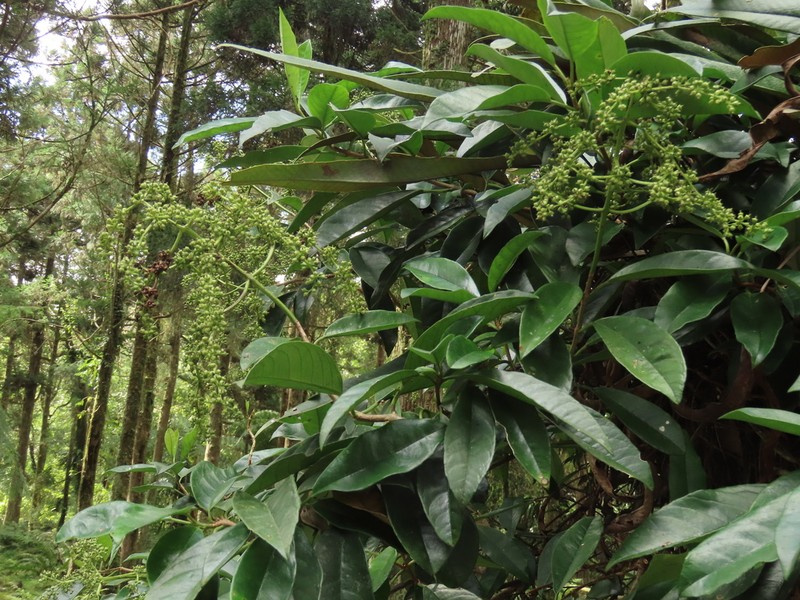 Hydrangea viburnoides photo 6