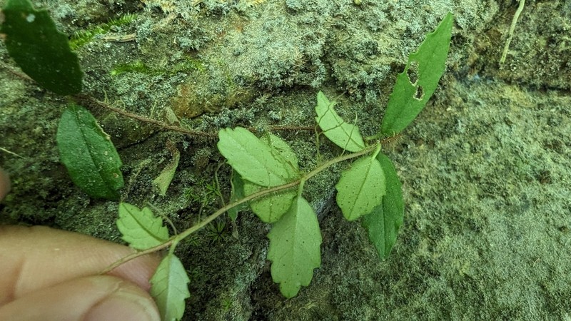 Hydrangea viburnoides photo 7