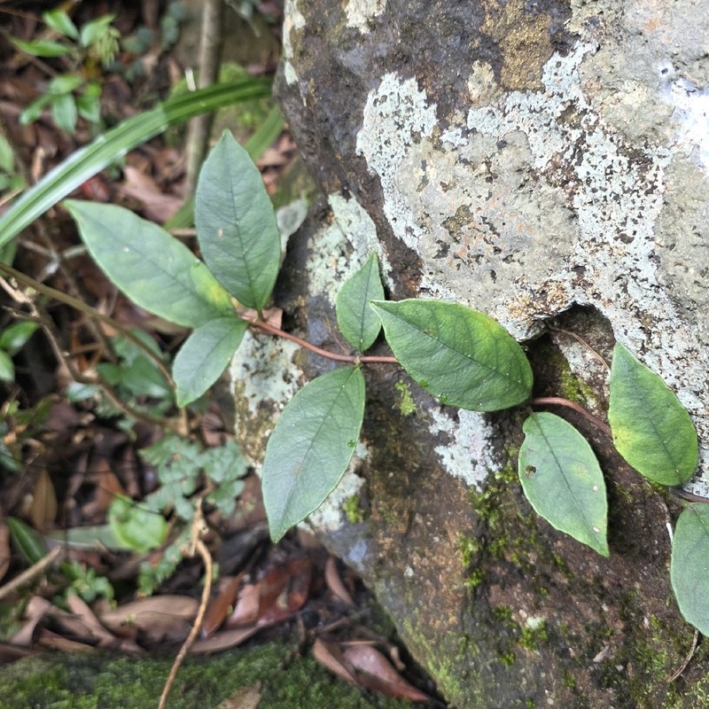 Hydrangea viburnoides photo 8