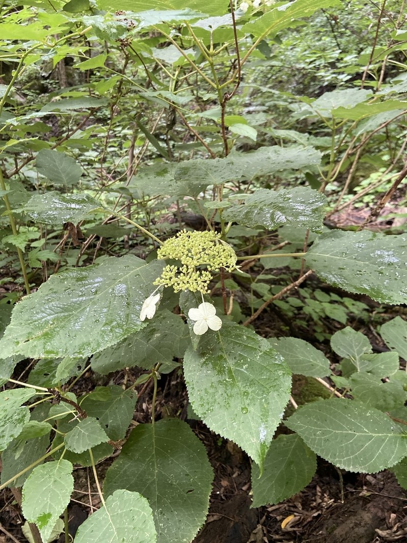 Hydrangea xanthoneura