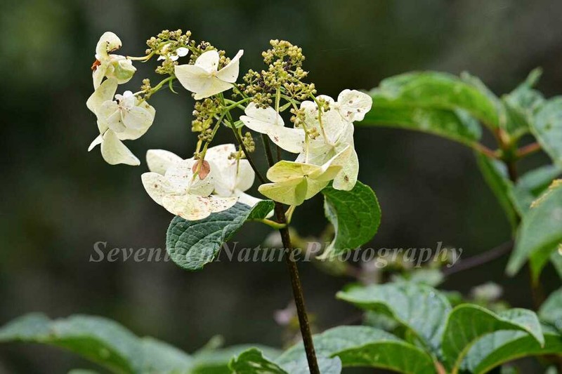 Hydrangea xanthoneura photo 2