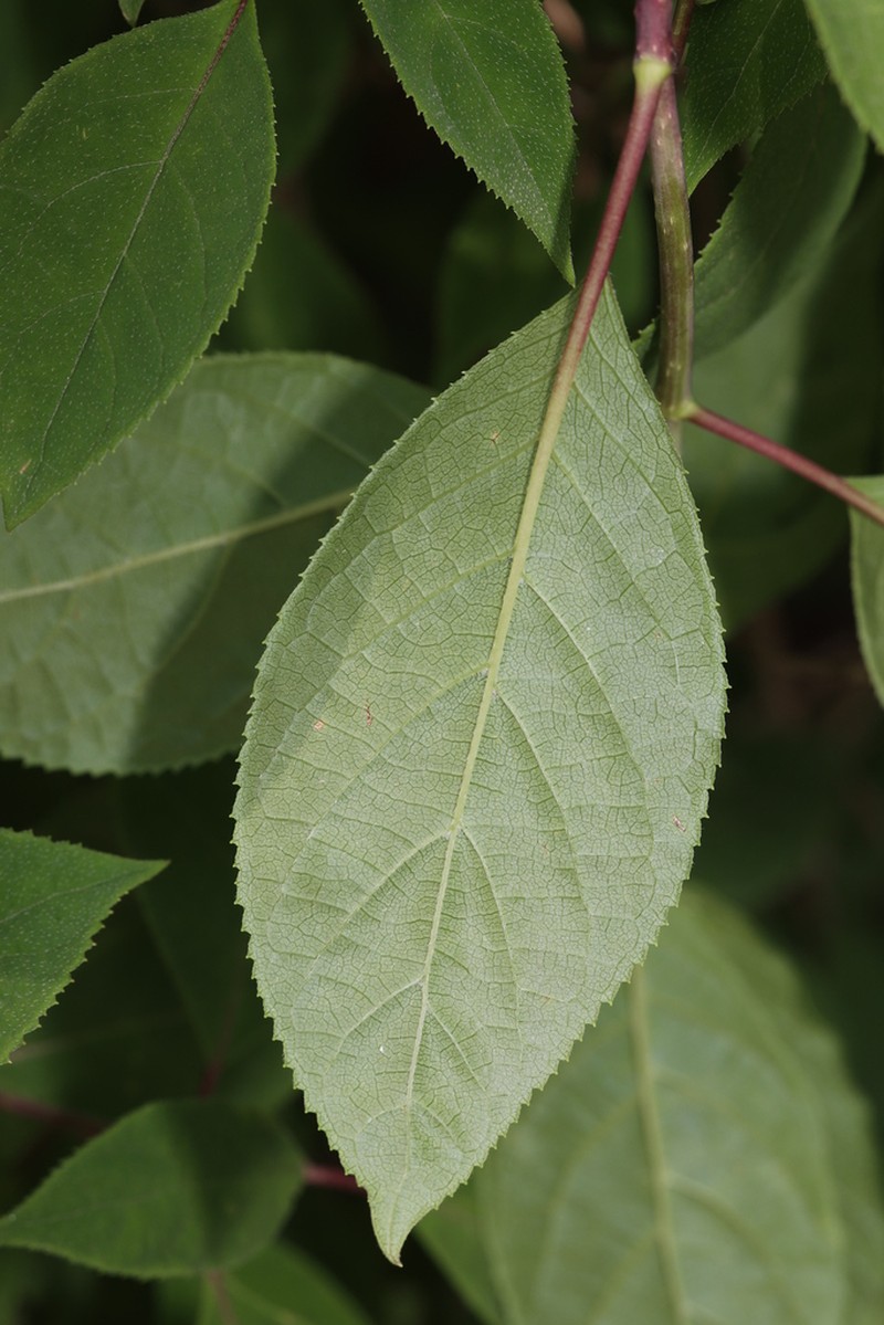 Hydrangea xanthoneura photo 3