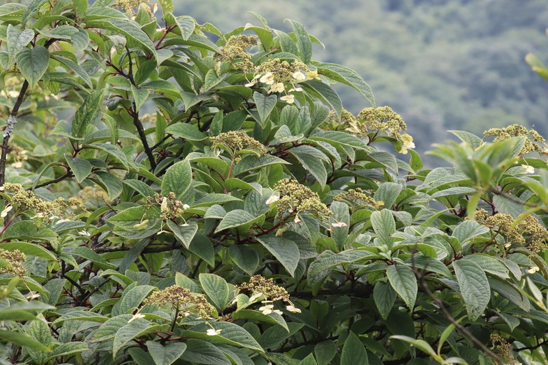 Hydrangea xanthoneura photo 4