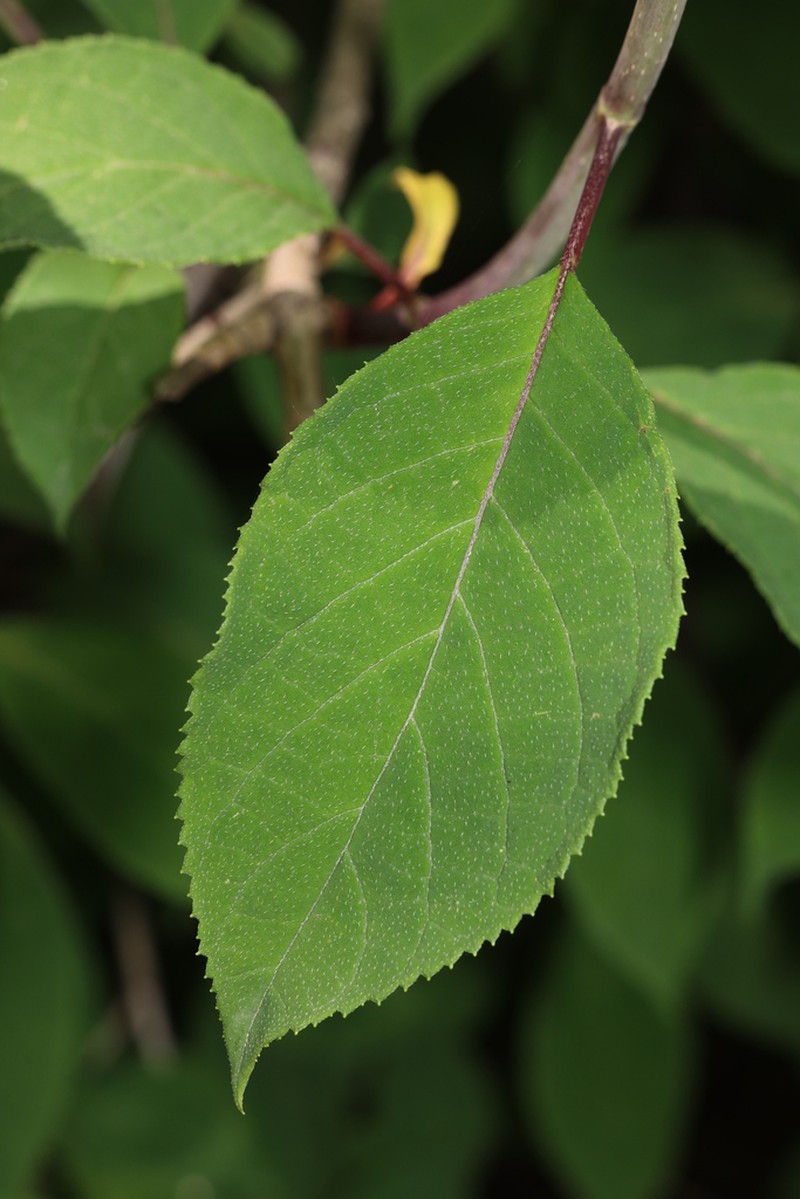 Hydrangea xanthoneura photo 5