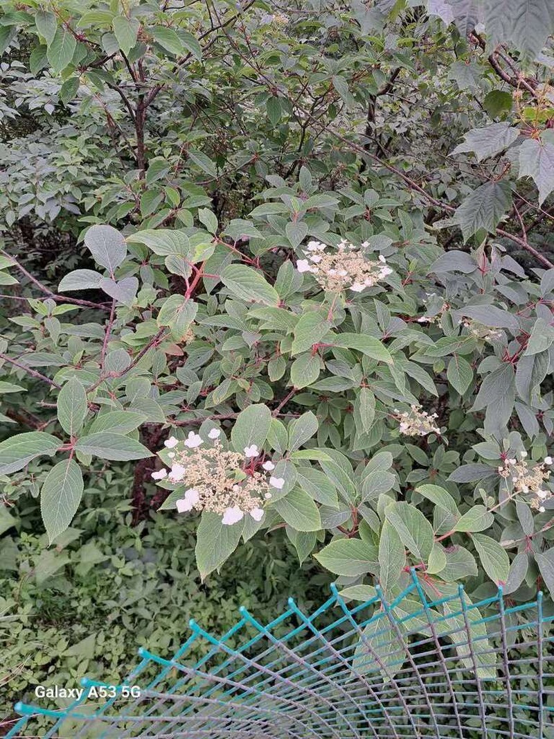 Hydrangea xanthoneura photo 6