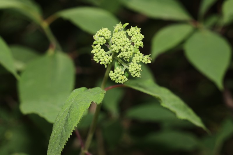 Hydrangea xanthoneura photo 7