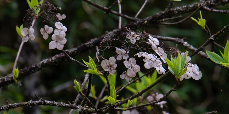 Hydrangea xanthoneura photo 8