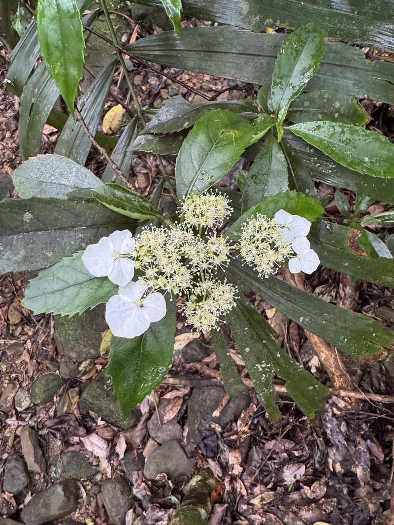Hydrangea yayeyamensis photo 2