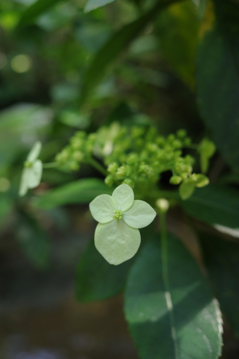 Hydrangea yayeyamensis photo 4