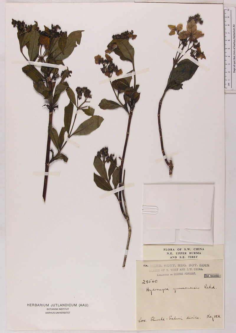 Hydrangea yunnanensis