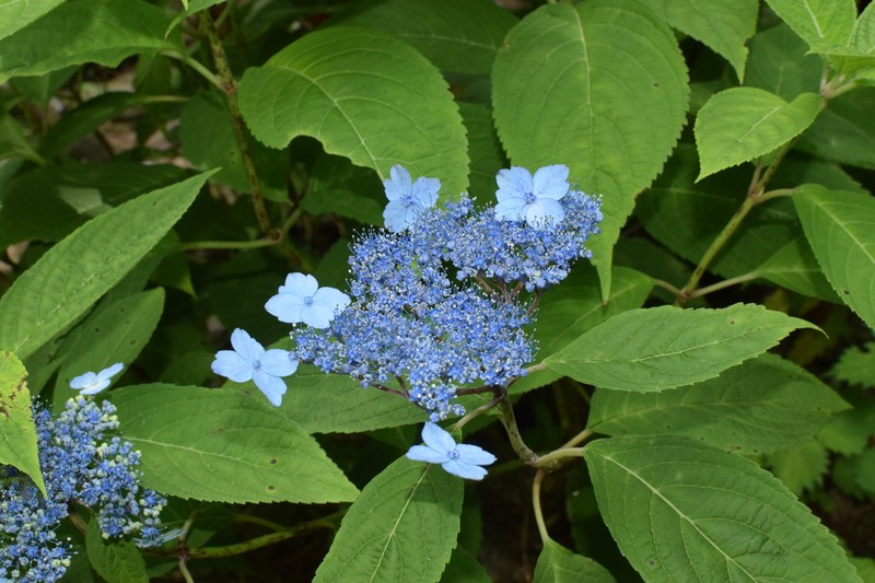 Hydrangea zhewanensis