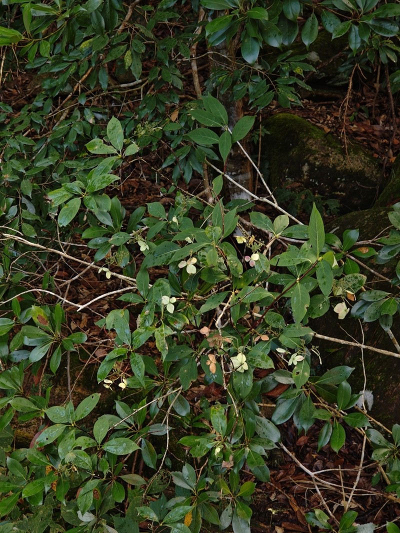 Hydrangea zhewanensis photo 2
