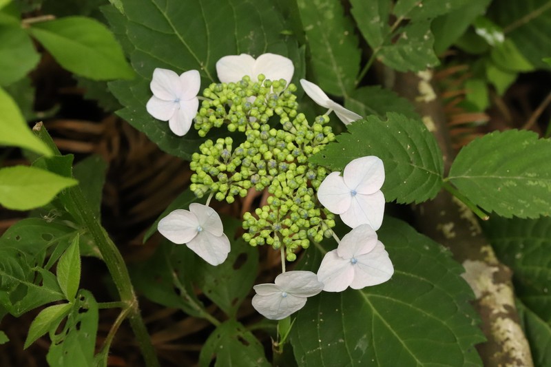 Hydrangea zhewanensis photo 3