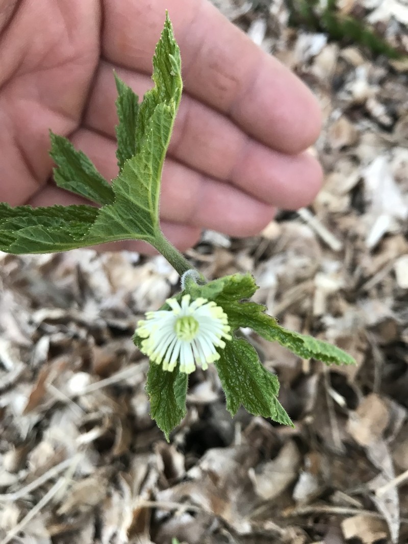 Goldenseal