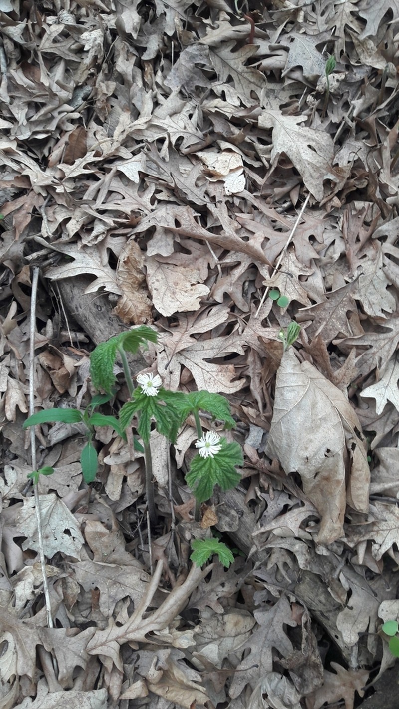 Goldenseal photo 2