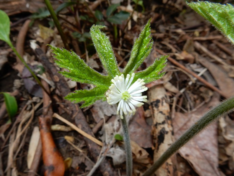 Goldenseal photo 3