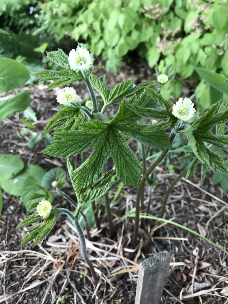 Goldenseal photo 4