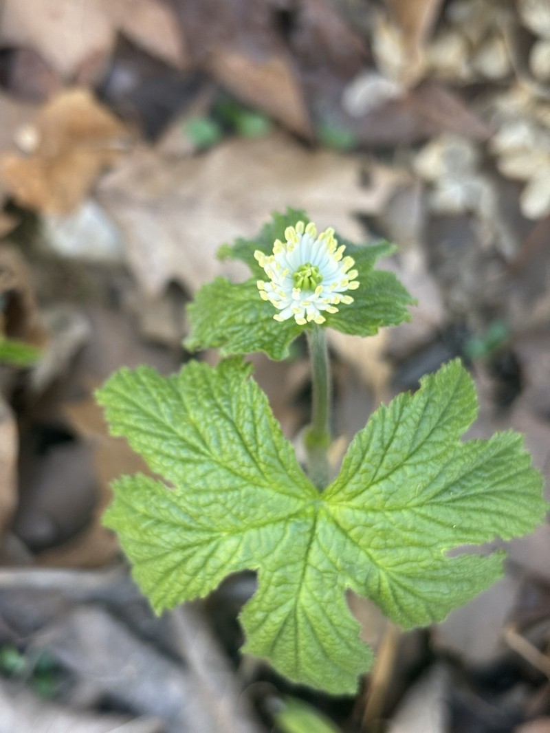 Goldenseal photo 5