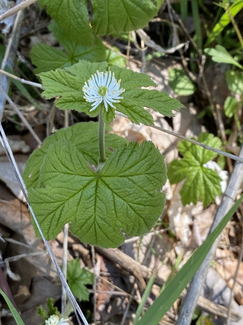 Goldenseal photo 6