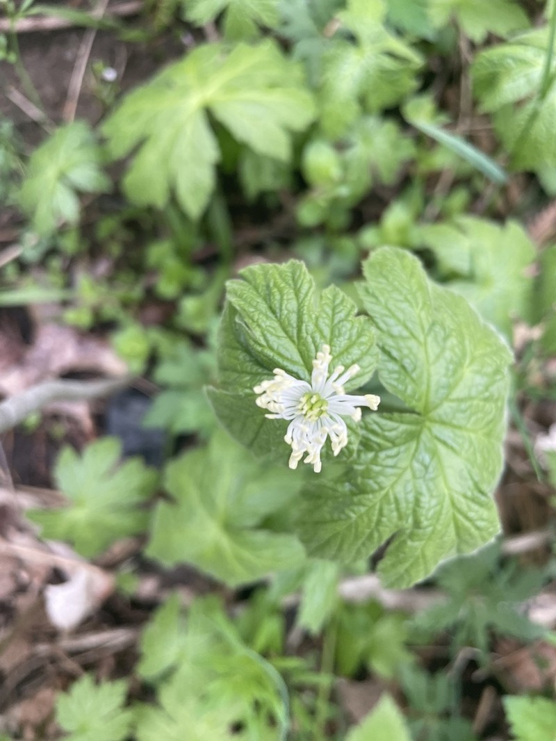 Goldenseal photo 7