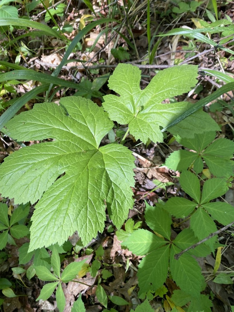 Goldenseal photo 8