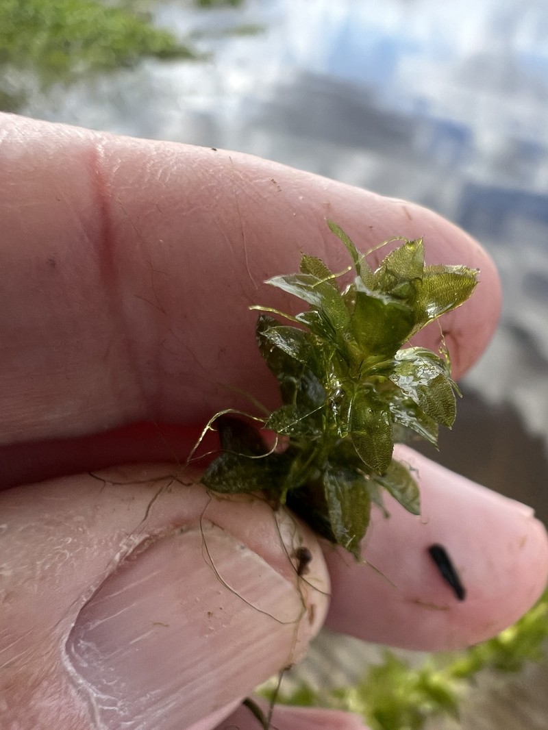 Hydrilla verticillata subsp. verticillata