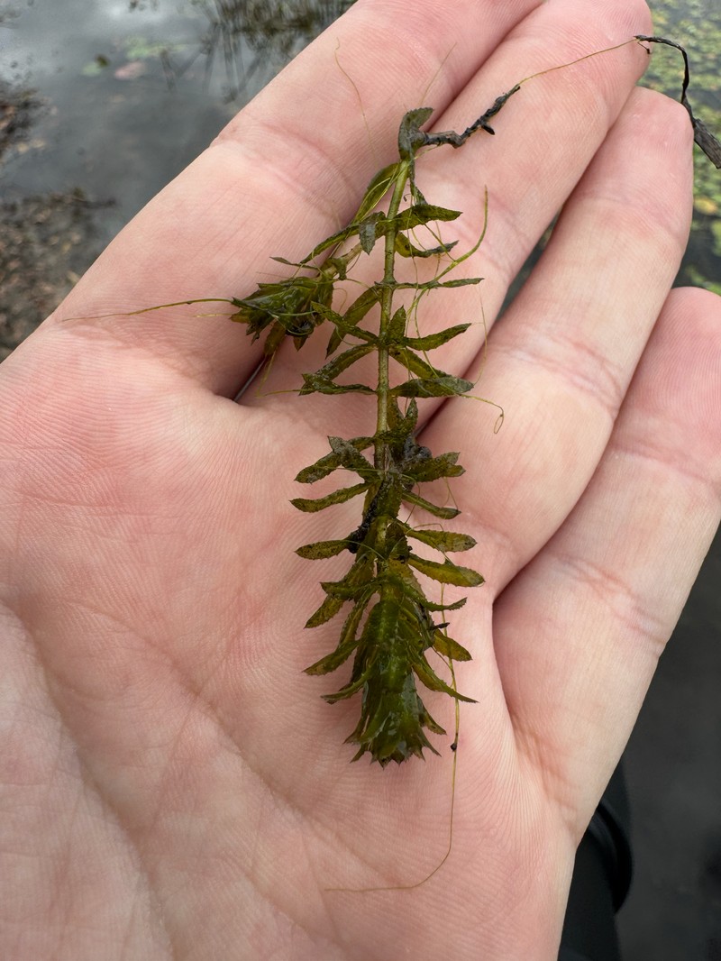 Hydrilla verticillata subsp. verticillata photo 2