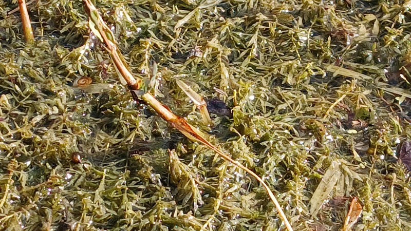 Hydrilla verticillata subsp. verticillata photo 3